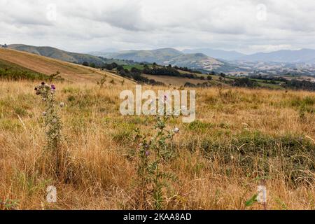 Campo con fiori porpora di cardo spinoso nella stagione estiva, Francia Foto Stock