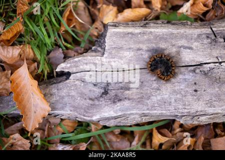 Fox Moth caterpillar (Macrometilacia rubi). Foto Stock