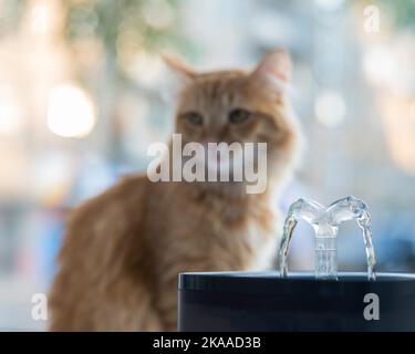 Lo zenzero gatto beve acqua fresca da una fontana elettrica potabile. Foto Stock