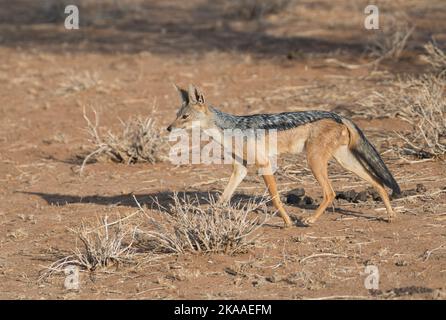 Jackal nero (Canis mesomelas), talvolta noto anche come jackal argento Foto Stock