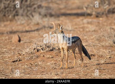 Jackal nero (Canis mesomelas), talvolta noto anche come jackal argento Foto Stock