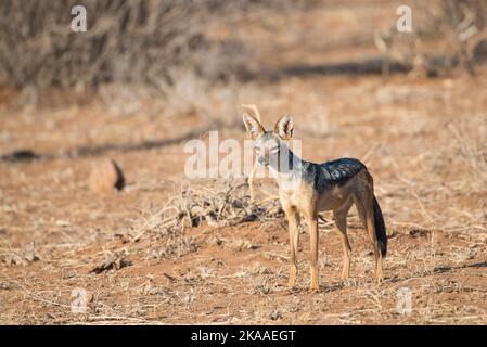 Jackal nero (Canis mesomelas), talvolta noto anche come jackal argento Foto Stock