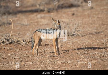 Jackal nero (Canis mesomelas), talvolta noto anche come jackal argento Foto Stock