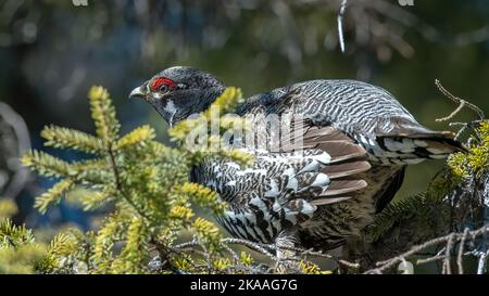 Maschio di abete rosso (Falcipennis canadensis) arroccato in un abete nero che si scalda al sole Foto Stock