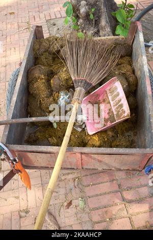 Elefante Dung raccolto da un giro turistico con animali intorno ad Ayutthaya, Thailandia Foto Stock