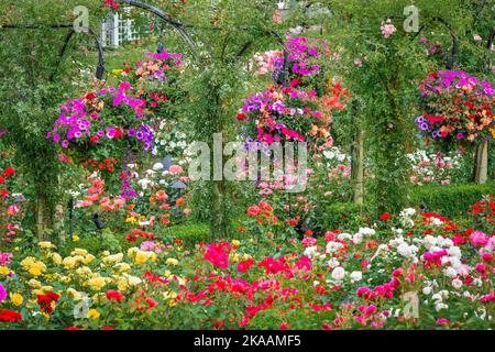 Rose Garden, Butchart Gardens, Brentwood Bay, Greater Victoria, British Columbia, Canada Foto Stock