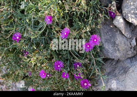 bel fico rosa hottentot (carpobrotus edulis) fiorisce a fine autunno Foto Stock