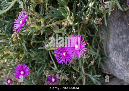 bel fico rosa hottentot (carpobrotus edulis) fiorisce a fine autunno Foto Stock