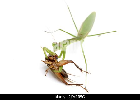 Praing mantis cattura preda, un cricket. Isolato su uno sfondo bianco Foto Stock