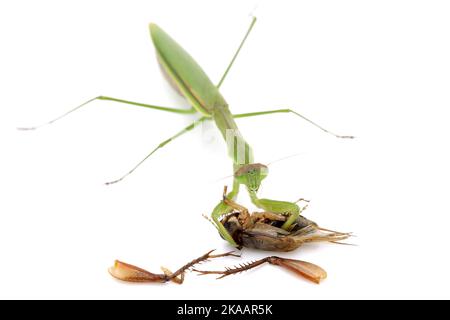 Praing mantis cattura preda, un cricket. Isolato su uno sfondo bianco Foto Stock