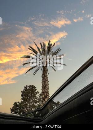 Palma verde su sfondo cielo, vista dal finestrino dell'auto Foto Stock