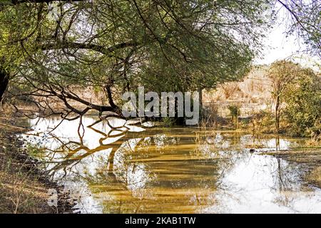 Bellissimo lago nel Parco Nazionale di Keolado, India. Foto Stock