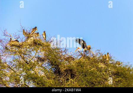 Bellissimo lago nel Parco Nazionale di Keolado, India. Foto Stock