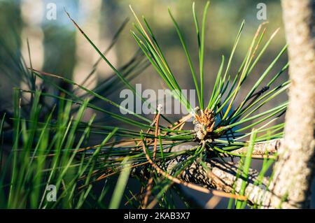 Pineta, primo piano di aghi di pino. Vista frontale. Foto Stock