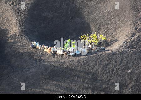 Un vigneto di Lanzarote Island, in crescita su terreno vulcanico Foto Stock