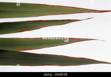 FOGLIE DI WATSONIA (BUGLE LILY) PIANTA DANNEGGIATA DA NUTRIENTI IN ECCESSO. Foto Stock