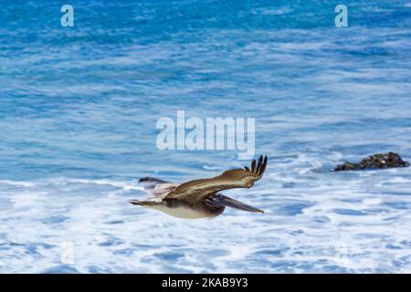 cormorant caccia e volare sulla superficie dell'oceano Foto Stock