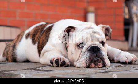 Un giovane trista inglese bulldog si trova nel cortile di fronte alla casa sulla strada e guarda la macchina fotografica. Movimento lento. Concetto PET Foto Stock