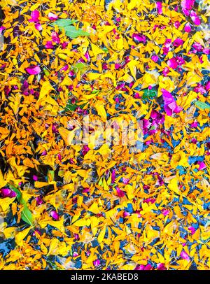 germogli di fiori tropicali galleggianti in un bacino per l'armonia Foto Stock