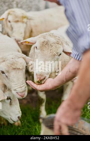 Heres alcuni per voi. Un coltivatore irriconoscibile che alimenta un gregge di pecore con la mano fuori su una fattoria. Foto Stock