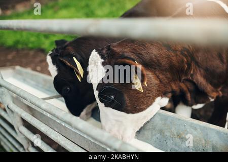 Due vitelli di mucca che bevono latte da fuori durante il giorno. Foto Stock