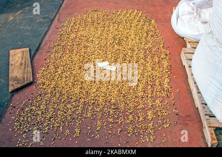 Buoi di caffè sulla terra per asciugare dopo la raccolta nella piantagione di caffè Foto Stock