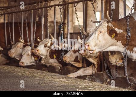 Allevamento intensivo di vacche in fila sfruttate per la produzione di latte confinato ad un fienile in un'azienda agricola, molte vacche legate con catene. Allevamento intensivo di animali Foto Stock