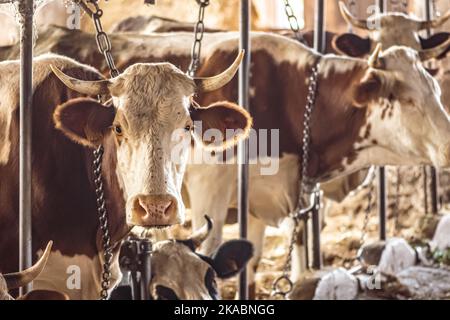 Allevamento intensivo di vacche in fila sfruttate per la produzione di latte confinato ad un fienile in un'azienda agricola, molte vacche legate con catene. Allevamento intensivo di animali Foto Stock