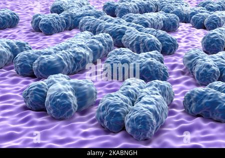 Strutture cromosomiche umane (23 + X, Y) costituite da proteine e da una singola molecola di DNA - Vista in primo piano illustrazione 3D Foto Stock