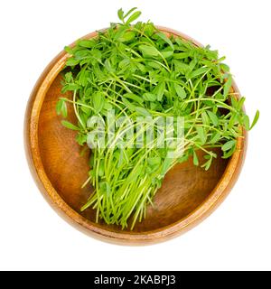 Fate rosolare i microgreeni di lenticchie in una ciotola di legno. Germogli pronti da mangiare, giovani piante e germogli di lenticchie di montagna, lenti culinaris. Foto Stock