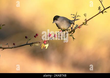 Comune maschio whitehocle su un persico in una foresta mediterranea con la prima luce di un giorno d'autunno Foto Stock