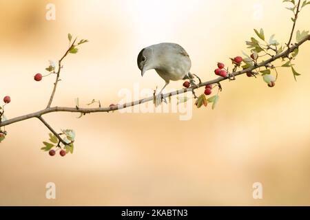 Comune maschio whitehocle su un persico in una foresta mediterranea con la prima luce di un giorno d'autunno Foto Stock