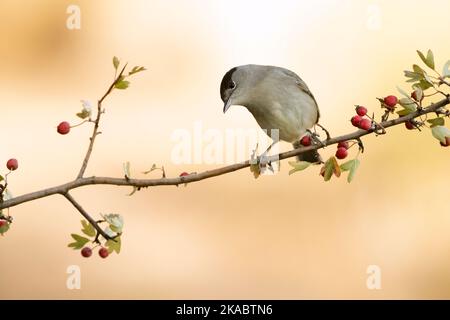 Comune maschio whitehocle su un persico in una foresta mediterranea con la prima luce di un giorno d'autunno Foto Stock