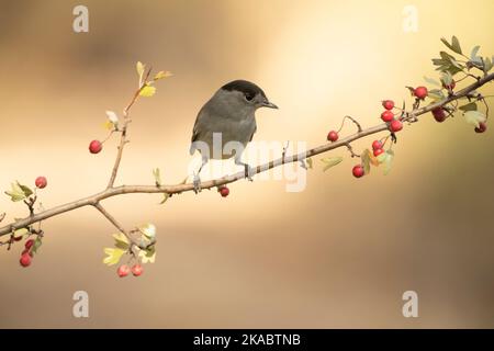 Comune maschio whitehocle su un persico in una foresta mediterranea con la prima luce di un giorno d'autunno Foto Stock