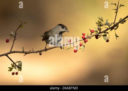 Comune maschio whitehocle su un persico in una foresta mediterranea con la prima luce di un giorno d'autunno Foto Stock