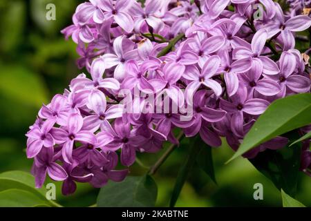 Viola bella Lilac Syringa x chinensis fiore Foto Stock