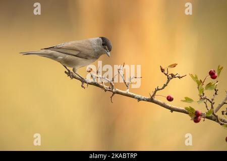 Comune maschio whitehocle su un persico in una foresta mediterranea con la prima luce di un giorno d'autunno Foto Stock