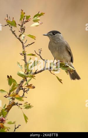 Comune maschio whitehocle su un persico in una foresta mediterranea con la prima luce di un giorno d'autunno Foto Stock