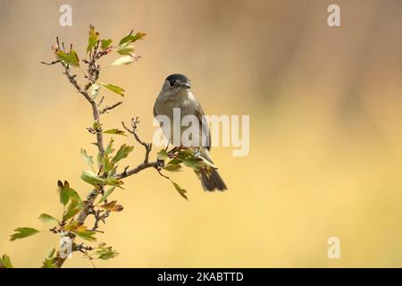 Comune maschio whitehocle su un persico in una foresta mediterranea con la prima luce di un giorno d'autunno Foto Stock