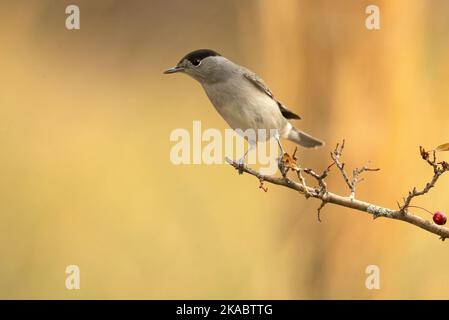 Comune maschio whitehocle su un persico in una foresta mediterranea con la prima luce di un giorno d'autunno Foto Stock