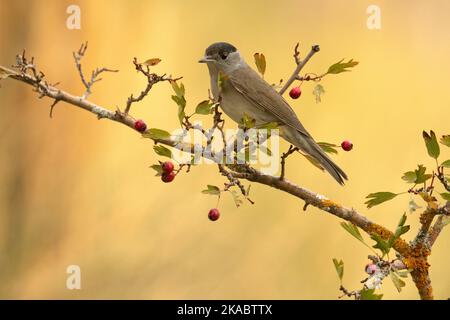 Comune maschio whitehocle su un persico in una foresta mediterranea con la prima luce di un giorno d'autunno Foto Stock