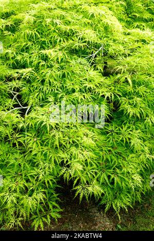 Cutleaf Japanese Maple Tree Foliage Green Spring Maple Acer palmatum "Filigree" Acer Leaves Tree Maple Springtime Season Foto Stock
