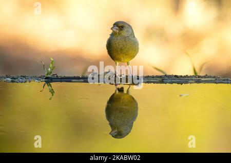 Greenfinch maschile europeo in un punto d'acqua naturale in una foresta di querce e pini con l'ultima luce di un giorno d'autunno Foto Stock