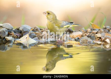 Greenfinch maschile europeo in un punto d'acqua naturale in una foresta di querce e pini con l'ultima luce di un giorno d'autunno Foto Stock