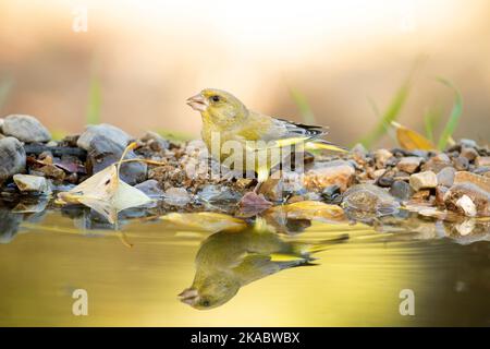 Greenfinch maschile europeo in un punto d'acqua naturale in una foresta di querce e pini con l'ultima luce di un giorno d'autunno Foto Stock