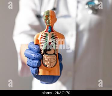 Mano in guanto che tiene 3D modello di corpo umano con organi interni. Concetto di assistenza medica. Foto Stock