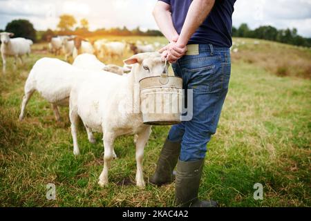 Mano nutrito, sano e felice. Un coltivatore maschio che alimenta una mandria di pecora in una fattoria. Foto Stock