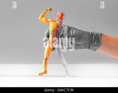 Corpo umano modello 3D con sistemi anatomici muscolari e circolatori in mano. Foto Stock