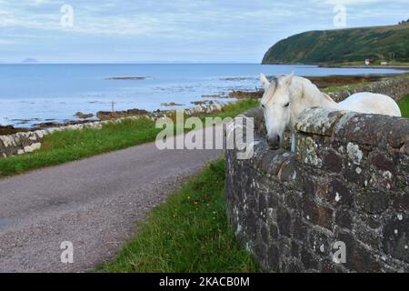 White Horse che si affaccia su un muro di pietra, Dunaverty Bay, Southend, Kintyre, Argyll e Bute, Scozia, Regno Unito, Gran Bretagna Foto Stock