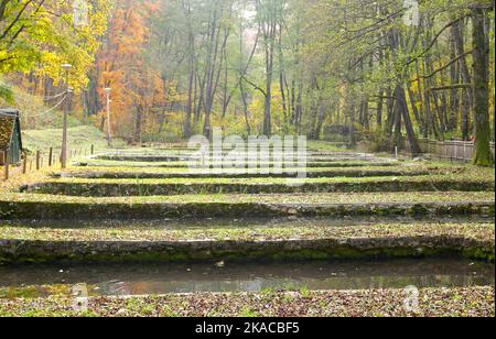 Vivaio di trote, Valle Szalajka, Parco Nazionale di Bukk, Monti Bukk, in autunno, ungheria settentrionale Foto Stock